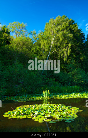 Flowering water lilies at the Bolam Lake Country Park near Belsay. Stock Photo