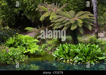 Exotic plants in The Jungle area of The Lost Gardens of Heligan. Stock Photo