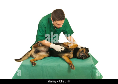 Doctor vet examine dog with stethoscope on a table in his office Stock Photo