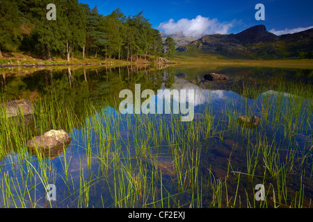 View across Blea Tarn looking towards the Langdale Pikes. Stock Photo