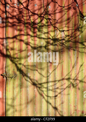 Shadows of branches on painted metal shed Stock Photo