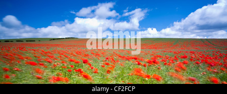 Poppies growing in a commercial poppy / wild-flower seed field in Northumberland. Stock Photo