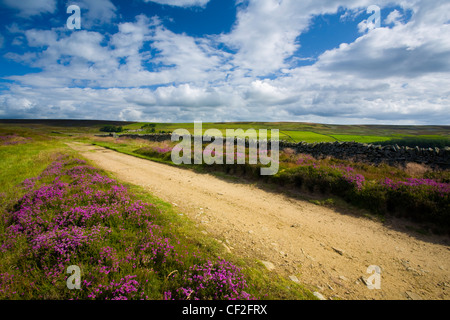 Flowering heather on Birkside Fell - part of the North Pennines Area of Outstanding Natural Beauty. Stock Photo