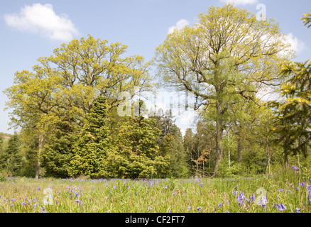 Bedgebury the world's finest conifer collection Stock Photo