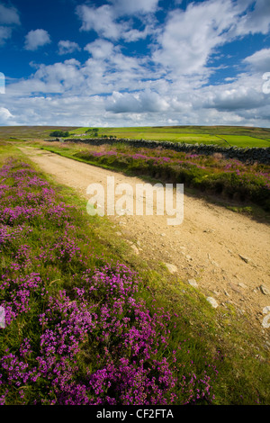 Flowering heather on Birkside Fell - part of the North Pennines Area of Outstanding Natural Beauty. Stock Photo