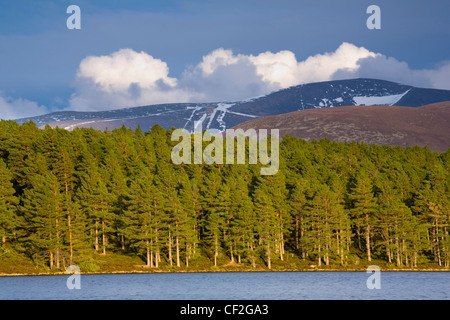Caledonian Forest in the Cairngorms National Park fringing Loch an Eilein, overlooked by the Cairngorm mountain range. Stock Photo