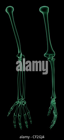 X-ray skeletal structure of the Human Arm Stock Photo