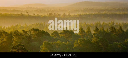 Mist rising at dawn over the Caledonian Forest of the Rothiemurchus estate, in the Cairngorms National Park. Stock Photo