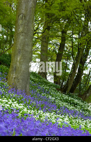 Native Bluebells and Ramsons (wild garlic) within Allen Banks. Stock Photo