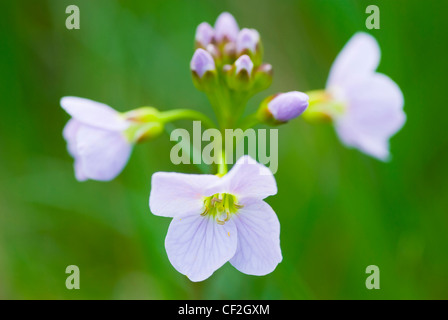 Cuckoo flower growing in a Northumberland Wildlife Trust Reserve known as Juliet's Wood in Slaley. Stock Photo