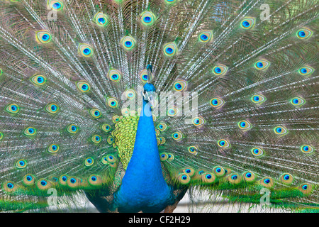 A male indian blue peacock, Pavo Cristatus Stock Photo