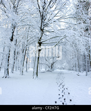 Snow covered path passing through bare trees Stock Photo - Alamy