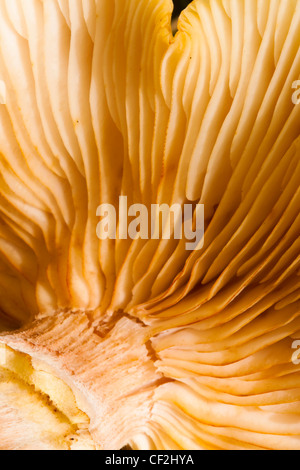 Autumn shot of un-identified fungi / mushroom / toadstool. Stock Photo