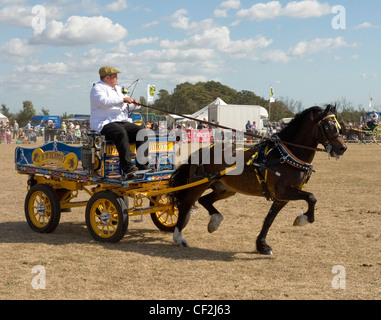 A heavy horse single harness display at the Orsett Show, one of the oldest one-day Country Shows in England. Stock Photo