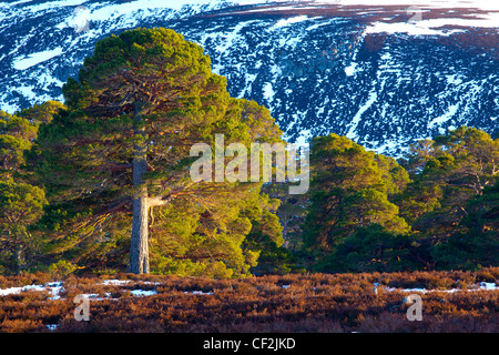 Scots Pines on moorland, under the shadow of snow covered hills near Braemar and the Linn of Dee. Stock Photo