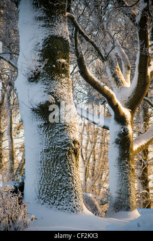 Woodland in the Scottish Borders covered in snow. Stock Photo