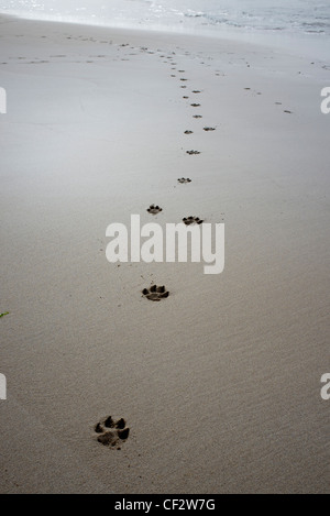 paw prints in the sand Stock Photo