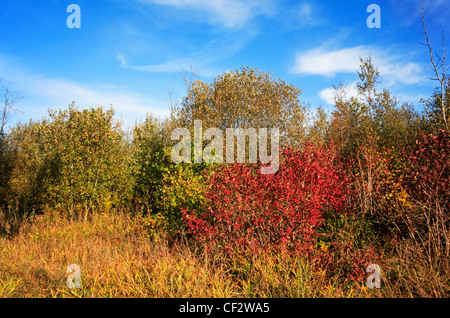 A variety of trees in autumn from a footpath by Foxley Wood National Nature Reserve, Norfolk, England, United Kingdom. Stock Photo