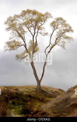 A Dwarf Birch (Betula nana) in the Cairngorms. Stock Photo