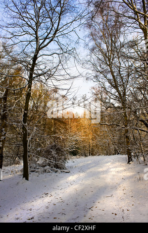 Snow covered woodland in winter. Stock Photo