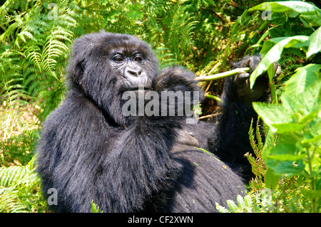 Gorilla with Lunch in Rwanda Stock Photo