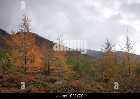 Autumn Larch trees in North Glen Sannox on the Isle of Arran. Stock Photo