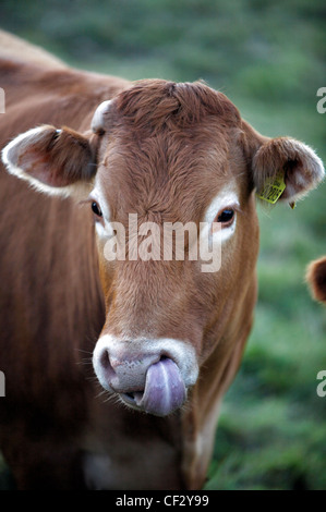 Close up of a brown cow with its tongue out. Stock Photo