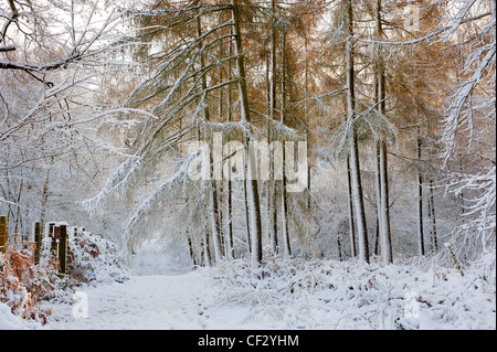 Heavy snowfall in a woodland. Stock Photo