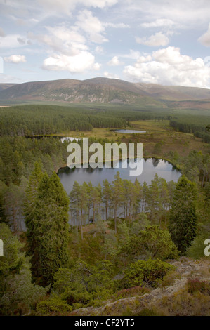 Conifer plantations and flood plains in Glen Feshie. Stock Photo