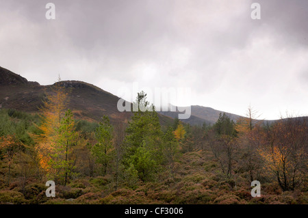 Autumn Larch trees in North Glen Sannox on the Isle of Arran. Stock Photo