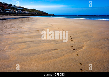 Paw prints in the sand on Sennen Beach. Stock Photo