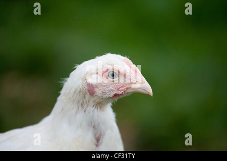 A close-up of a Sasso chicken on a farm in Worcestershire. Stock Photo