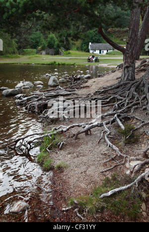 Exposed tree roots on the bank of Loch an Eilein. A family relax on a bench from a bike ride outside a bothy in the background. Stock Photo