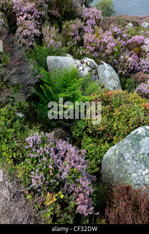 Heather and ferns by Loch Muick in the Cairngorms National Park. Stock Photo