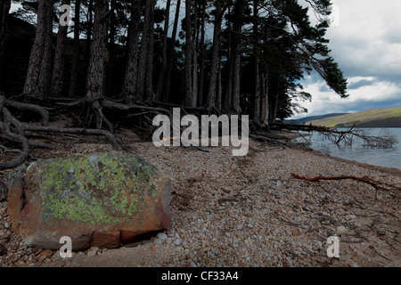 A large stone covered in Lichen and exposed roots from Pine trees on the shore of Loch Muick. Stock Photo