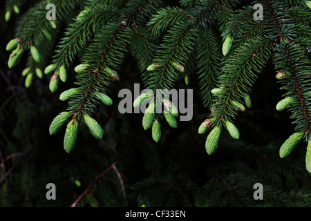 Close-up of the foliage seed cones of a Sitka Spruce (Picea sitchensis). Stock Photo