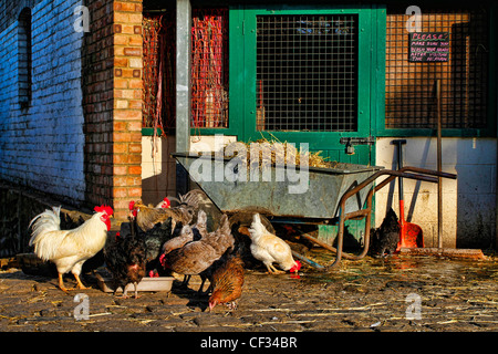 Bantam cockerels and hens feeding in a yard at the Hackney City Farm, a community project offering city dwellers the opportunity Stock Photo