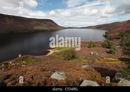 Heather covering the hillside surrounding Loch Muick in the Cairngorms National Park. Stock Photo