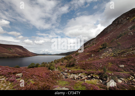 Heather covering the hillside surrounding Loch Muick in the Cairngorms National Park. Stock Photo