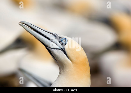 Northern Gannet (Morus bassanus), the largest member of the gannet family on The Bass Rock (The Bass), a volcanic rock in the Fi Stock Photo