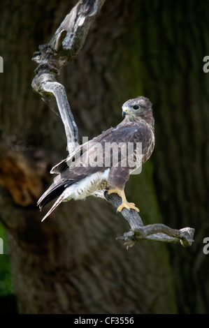 common buzzard standing on a old branch Stock Photo