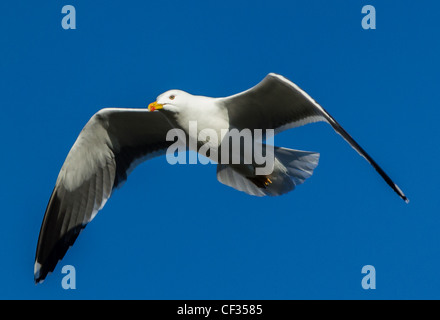 A common Seagull, illuminated by afternoon sunshine flies overhead against a blue sky Stock Photo