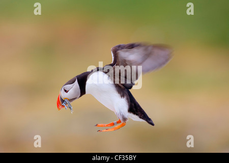 An Atlantic Puffin (Fratercula arctica) flying with fish in its bill. Stock Photo