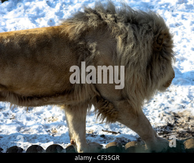 Panthera leo krugeri white lion Stock Photo