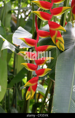 Crab Claws, Hanging Lobster Claw, Lobster Claw, Parrot's Beak, Pendant Heliconia, Heliconia rostrata, Heliconiaceae.