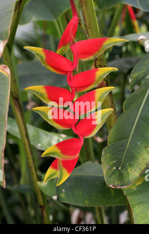 Crab Claws, Hanging Lobster Claw, Lobster Claw, Parrot's Beak, Pendant Heliconia, Heliconia rostrata, Heliconiaceae.