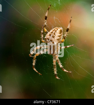 Fat spider in Michigan woods Stock Photo