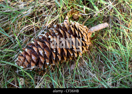 Large Seed Cone of the Macedonian Pine, Pinus peuce, Pinaceae. South East Europe. The Cone is Approximately 10 inches long. Stock Photo