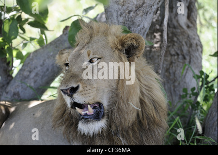 African lion resting in the shade during midday heat Stock Photo