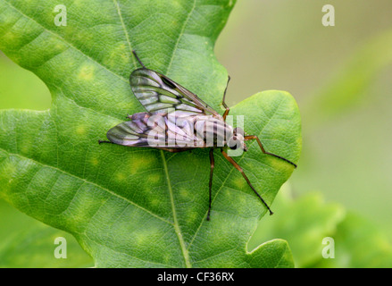 Downlooker Snipe Fly, Rhagio scolopaceus, Rhagionidae, Diptera. Female. Common British Insect. Stock Photo